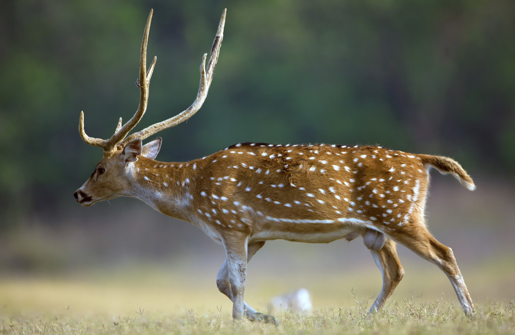 Exotic & African Game Hunts Jagranch