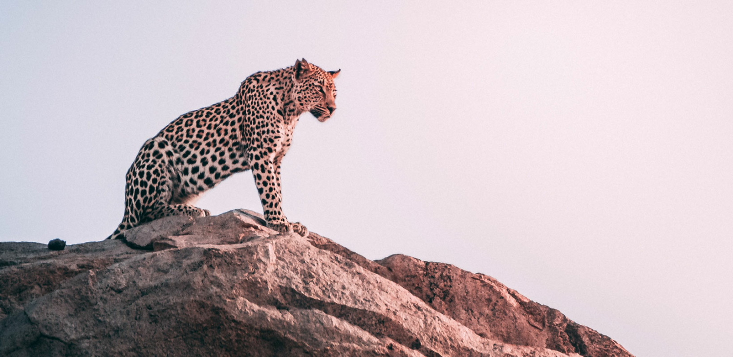 People Jaguar Gene Therapy