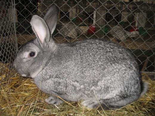 Life expectancy in Rabbits Jaguza Farm Support