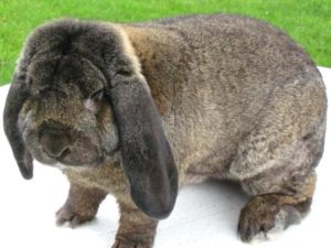 Un Lapin Belier Et Un Lapin Nain Belier J Aime Les Mots
