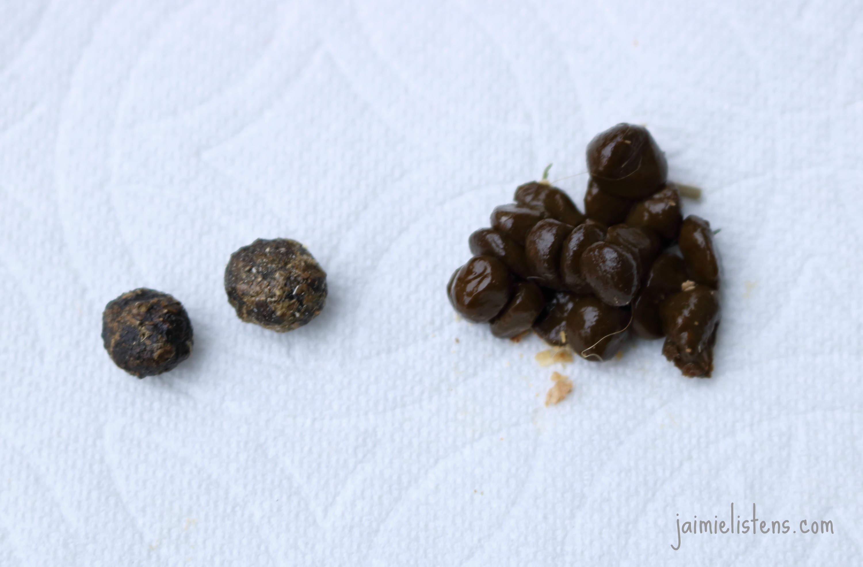The SCOOP on POOP What You Need to Know About Rabbit Doody Jaimie
