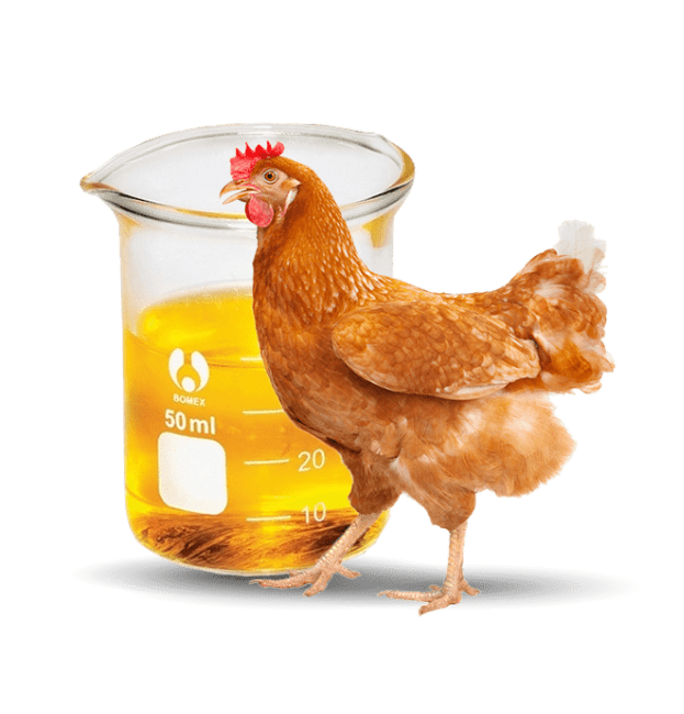 Poultry Fat Jaise Trade International