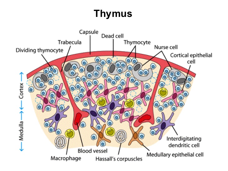 Thymus The site for Development of Cellular Immunity Resonance