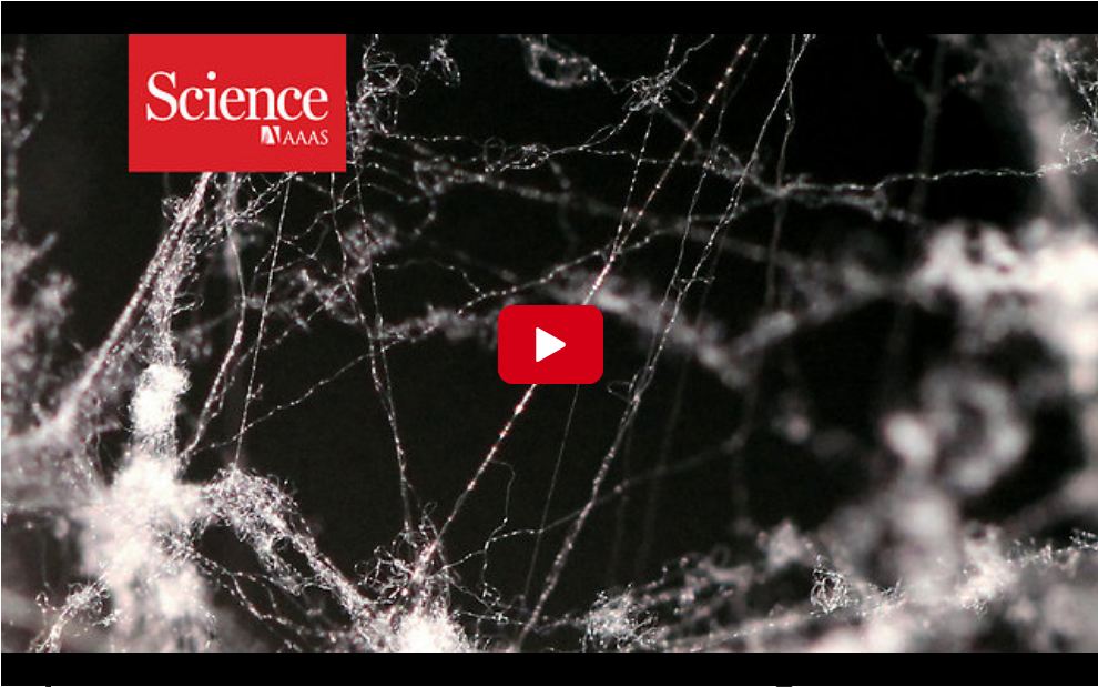 Spider silk is five times stronger than steel now, scientists know why