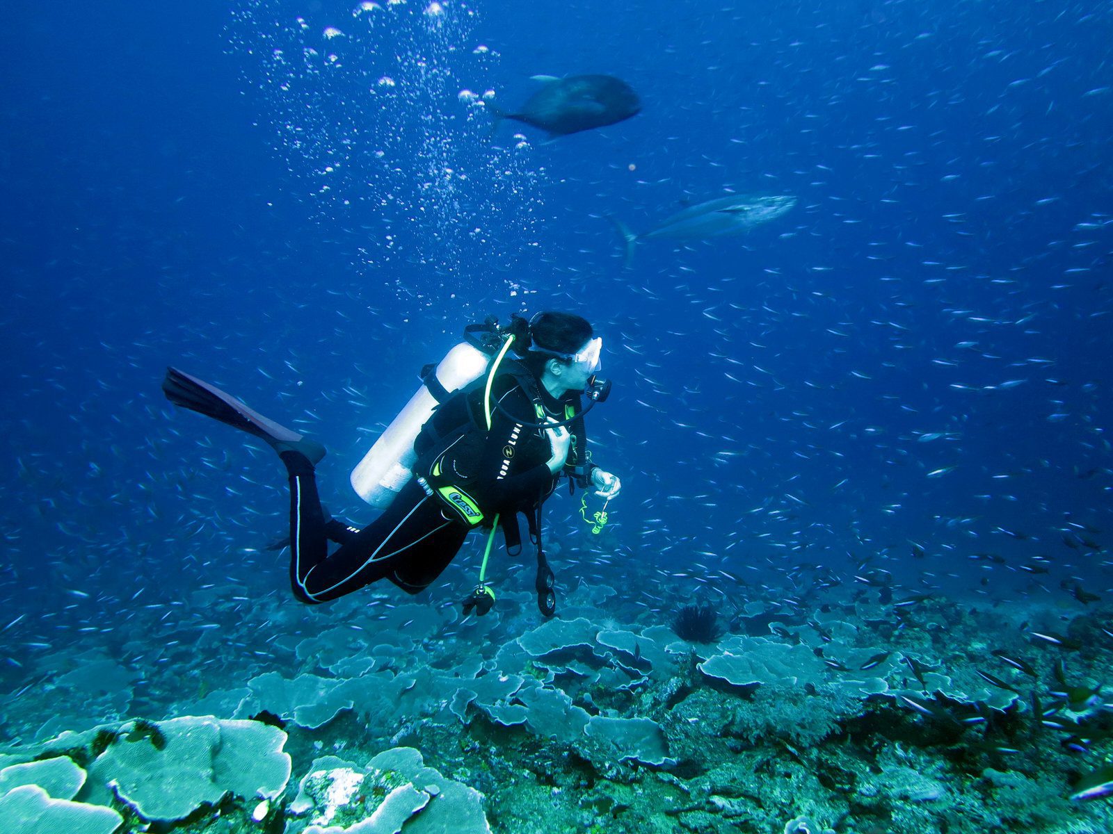 Best Diving Spots Across Indonesia Jakare Liveaboard