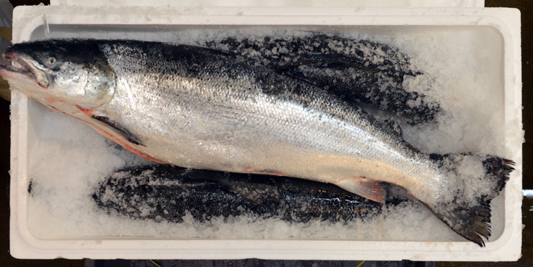 Headon, Gutted Faroe Islands Salmon Stavis Seafoods