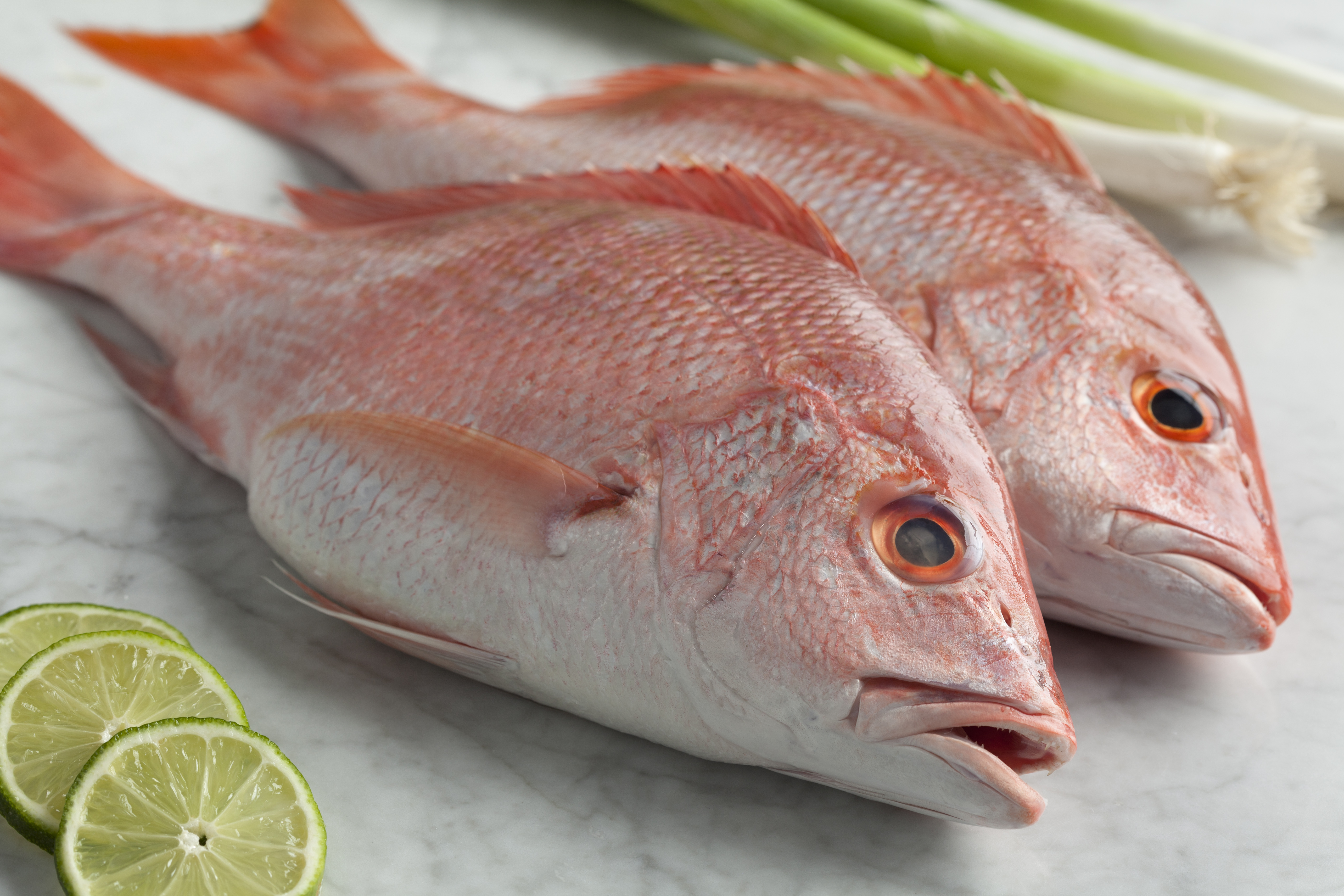 American Red Snapper Stavis Seafoods