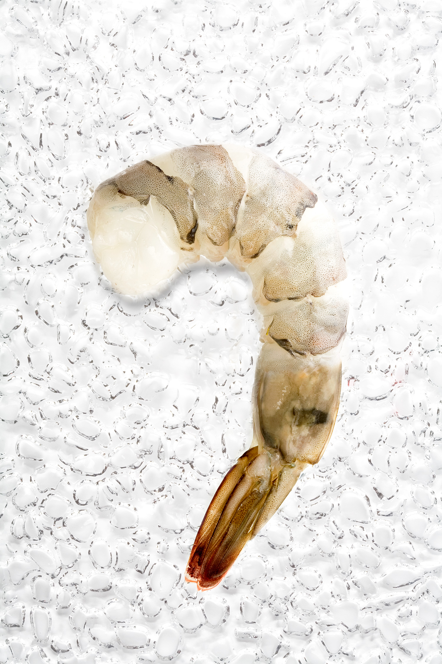IQF TailOn P&D Tiger Shrimp Stavis Seafoods
