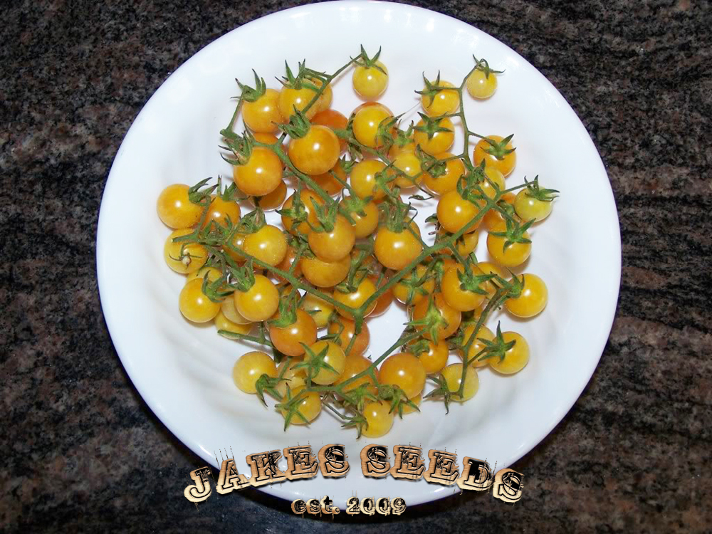 Little White Rabbit Heirloom Cherry Tomato Jake's Seeds