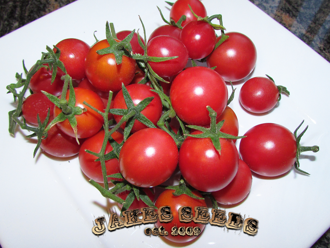 Cherry Brandywine Heirloom Tomato Jake's Seeds