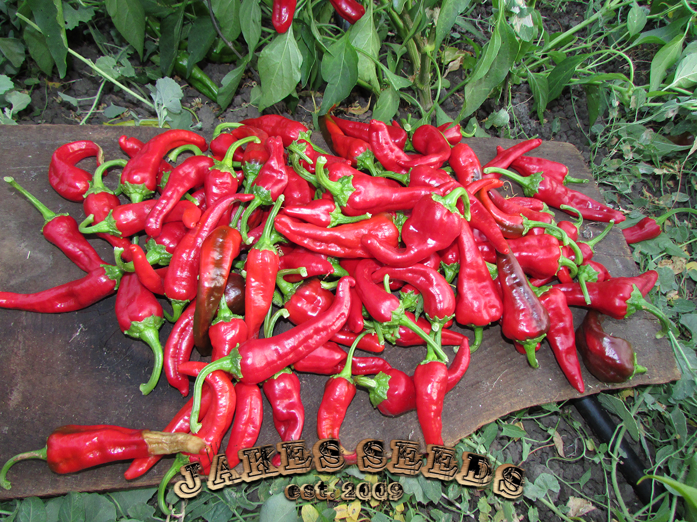 Chimayo Chile Seeds (Medium) Jake's Seeds