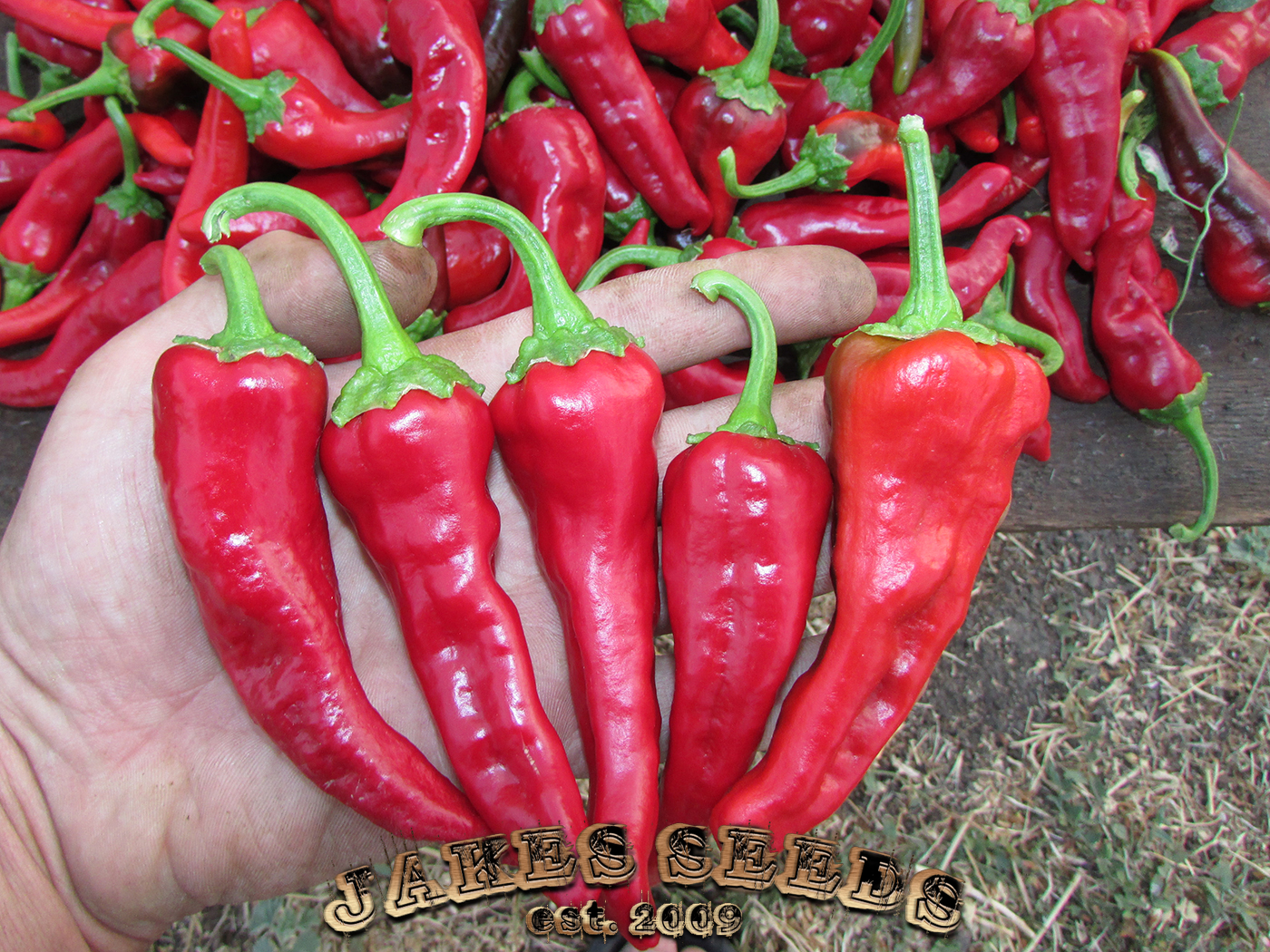 Chimayo Chile Seeds (Medium) Jake's Seeds