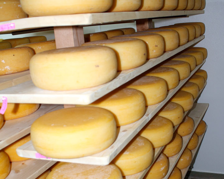 Making Gouda Cheese at Jakes Gouda Cheese