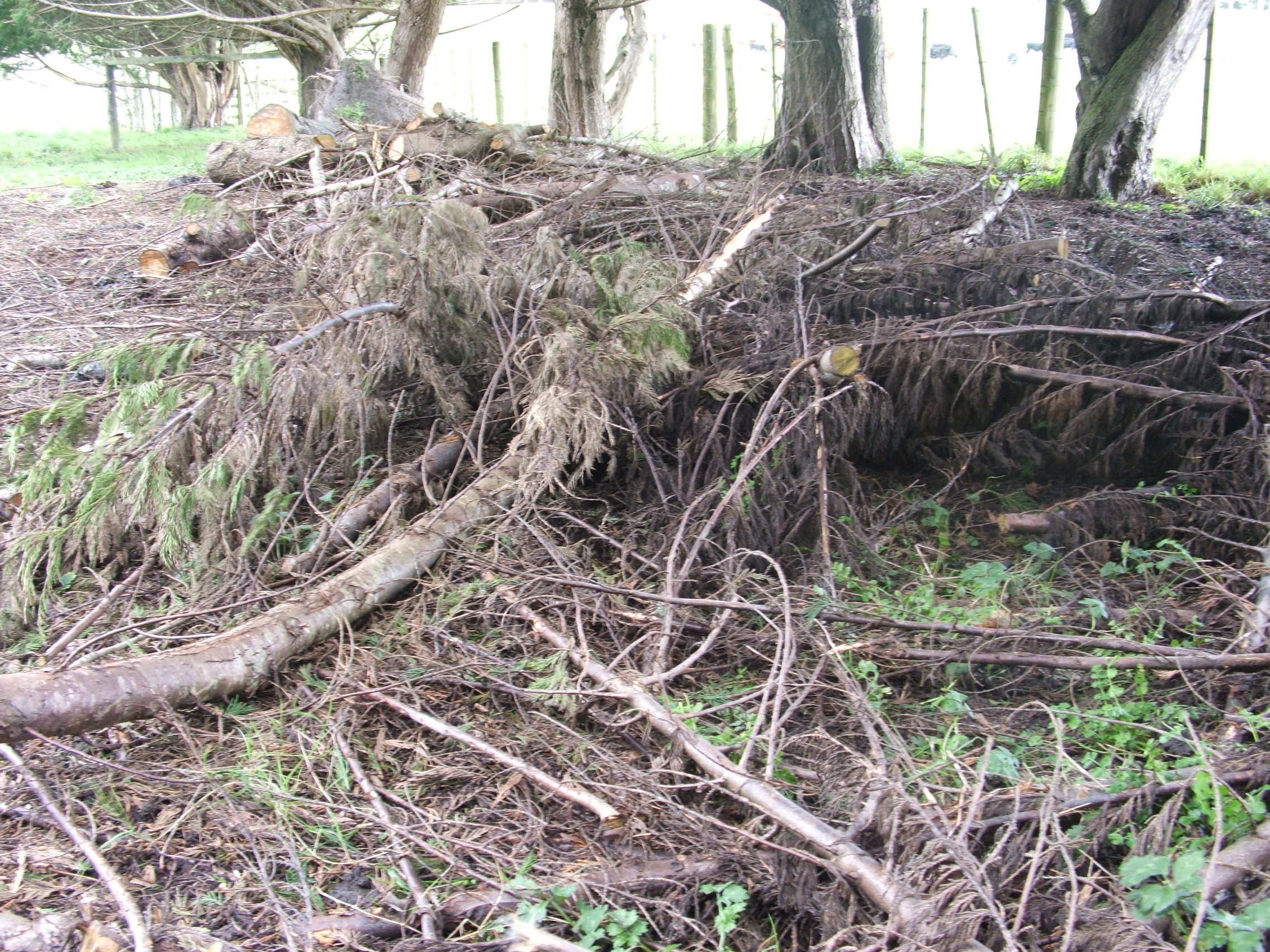 Tree Trimmings Local San Diego Junk Removal Jakes Junk Removal