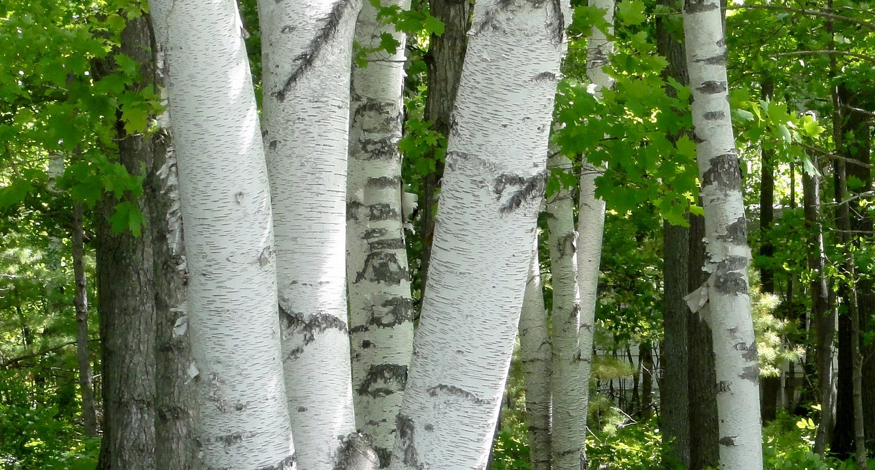 Is That a Birch Tree or Aspen Tree? Jake's Nature Blog