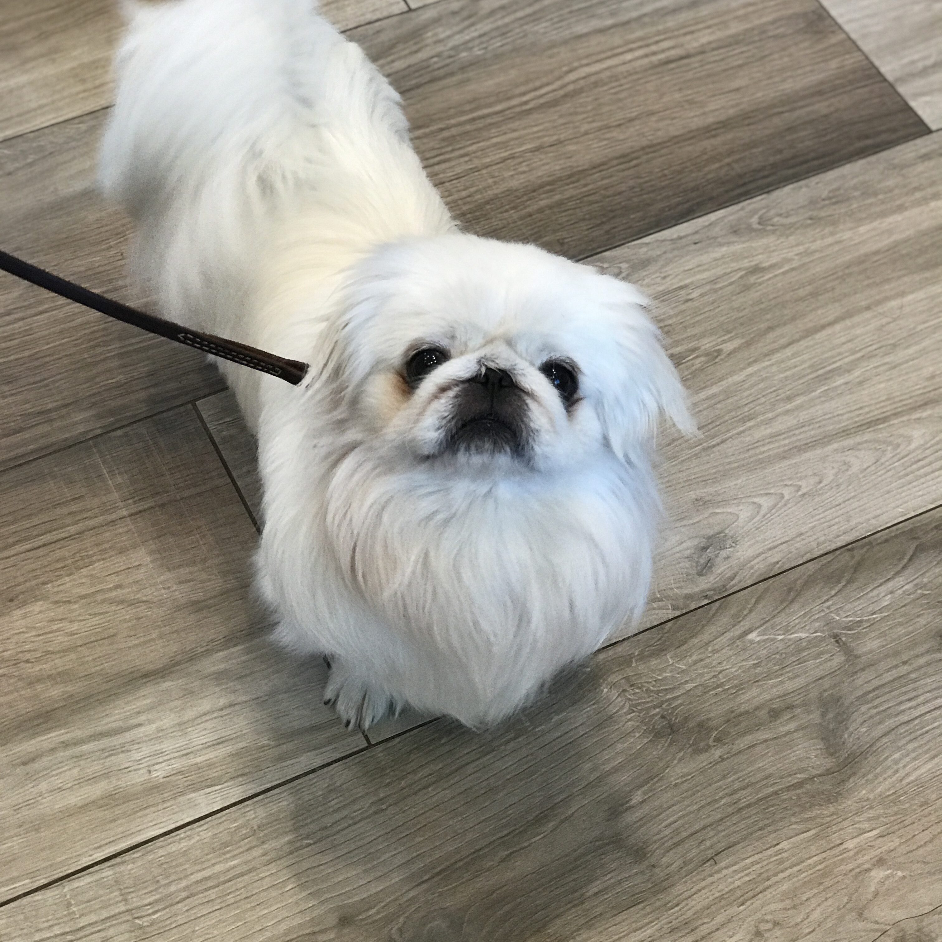 Jake's Rescue Ranch Nonprofit dog adoption clinic located on Long