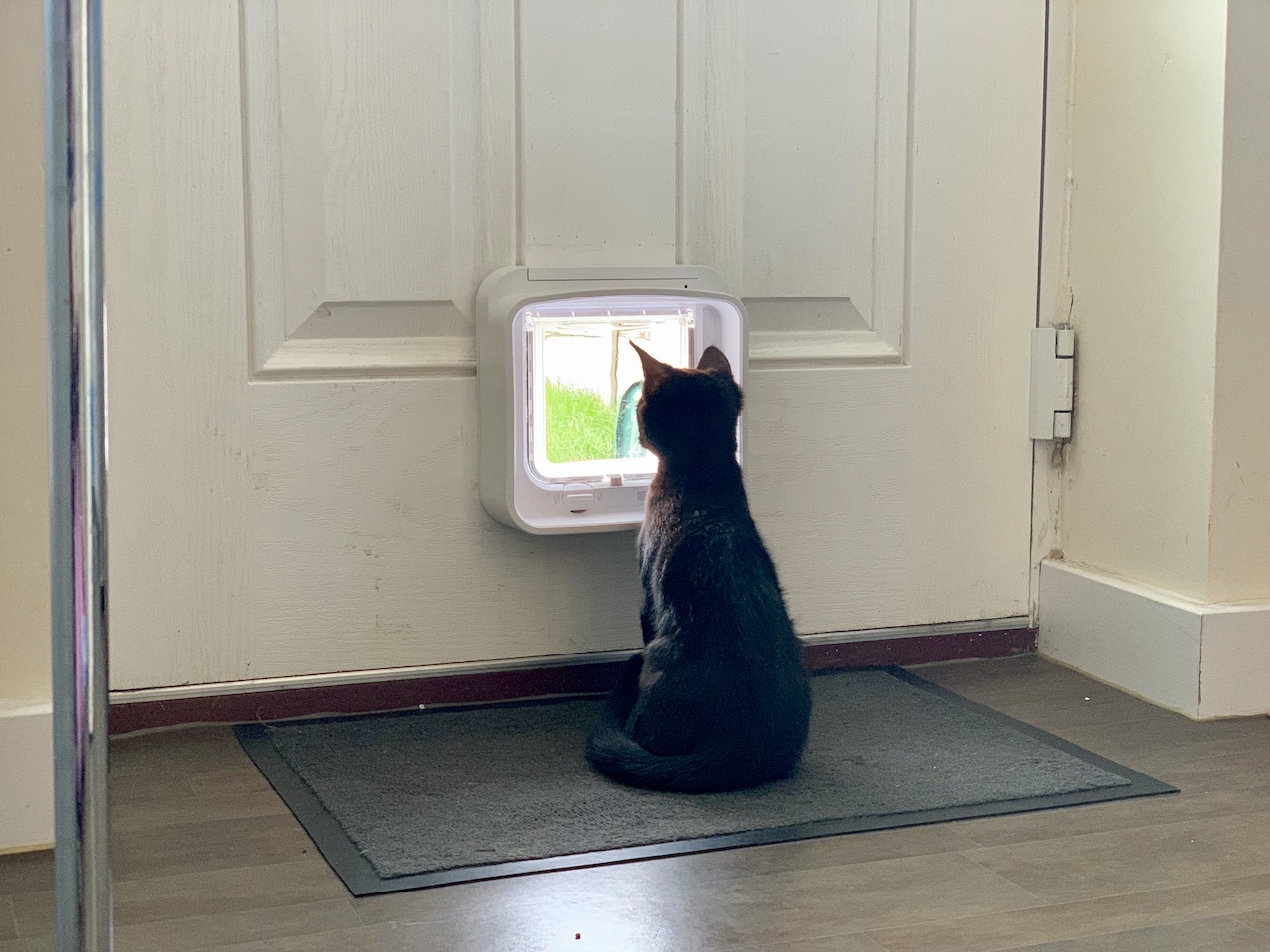 The SureFlap DualScan Microchip Cat Flap JakiJellz
