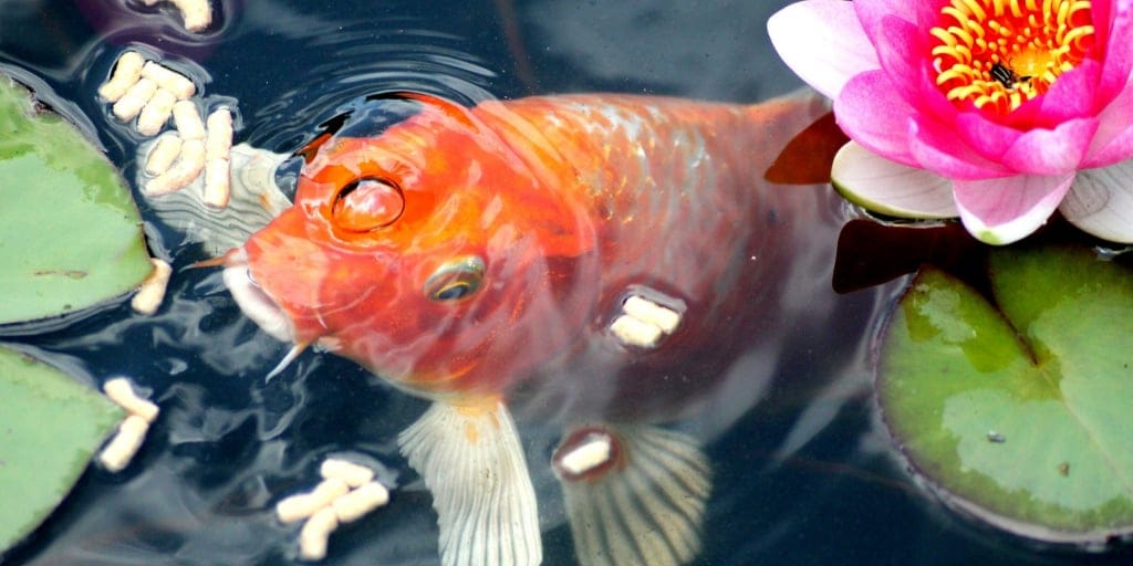 What Do Goldfish Eat? What To Feed (And Not Feed) Your Goldfish(022)