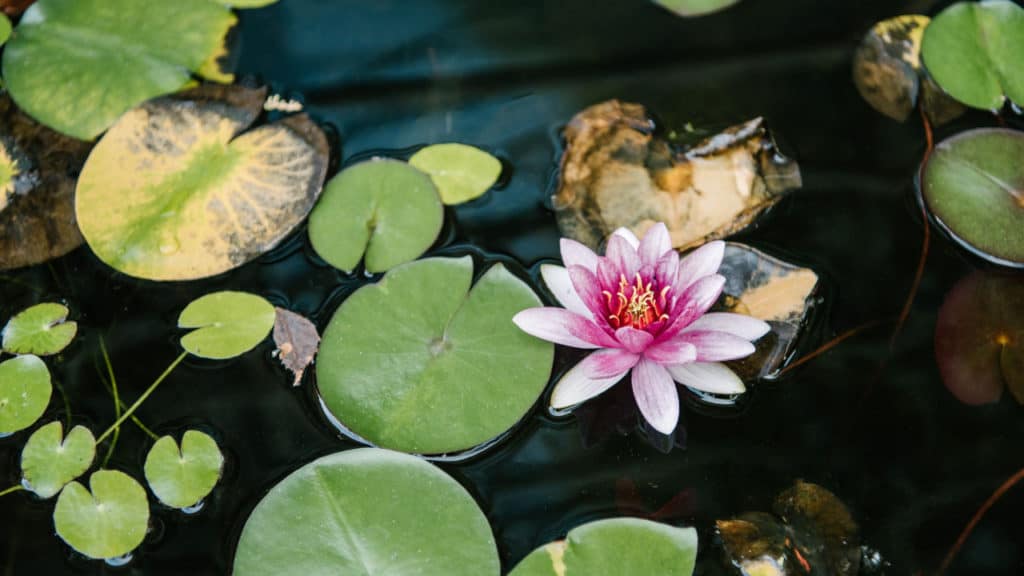 Can Guppies Live In A Pond? (Why, How, How Long, And Dangers)