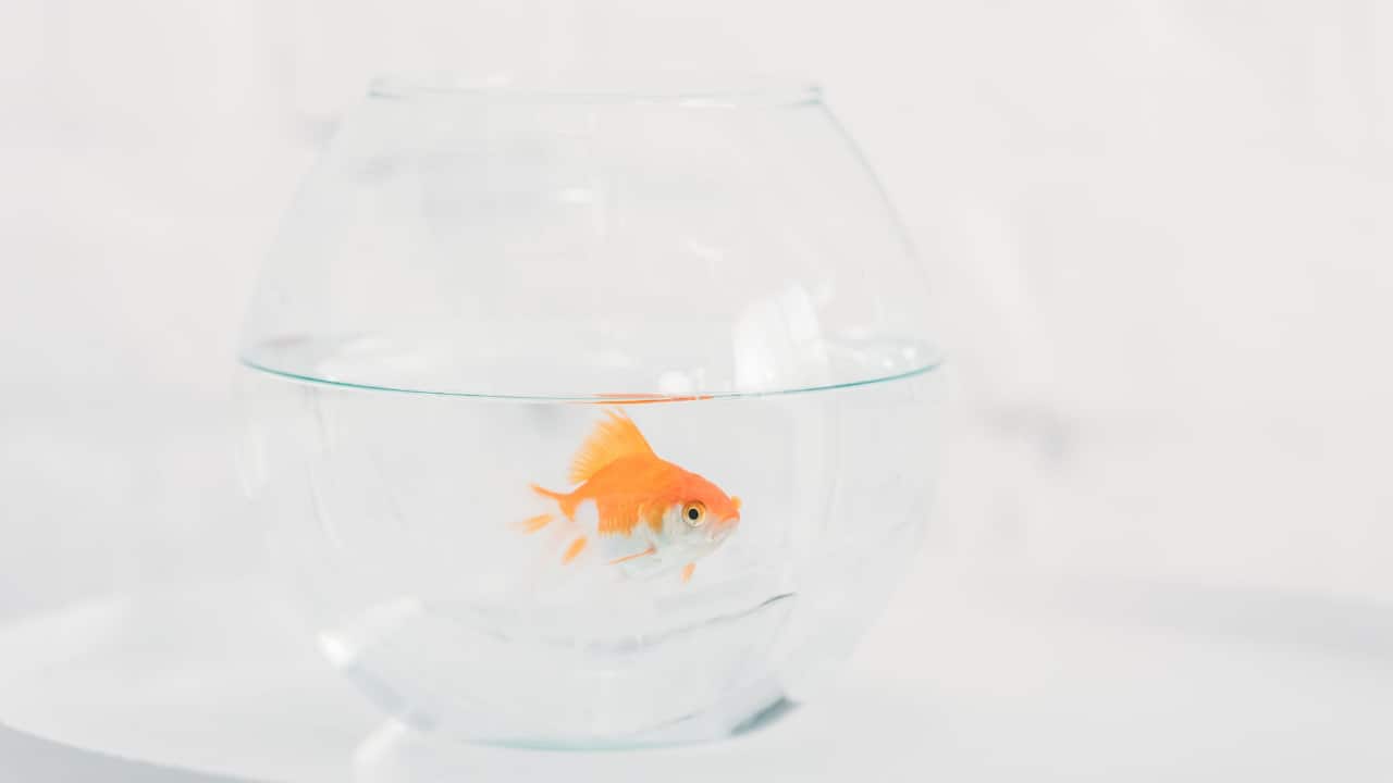 Can Goldfish Live Alone? And Will Goldfish Get Lonely?