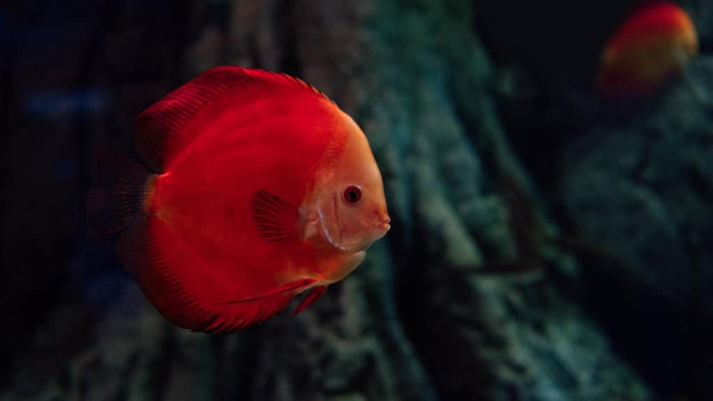 What Do Goldfish Eat In The Wild? (Typical And Ideal Goldfish Diet)(029)