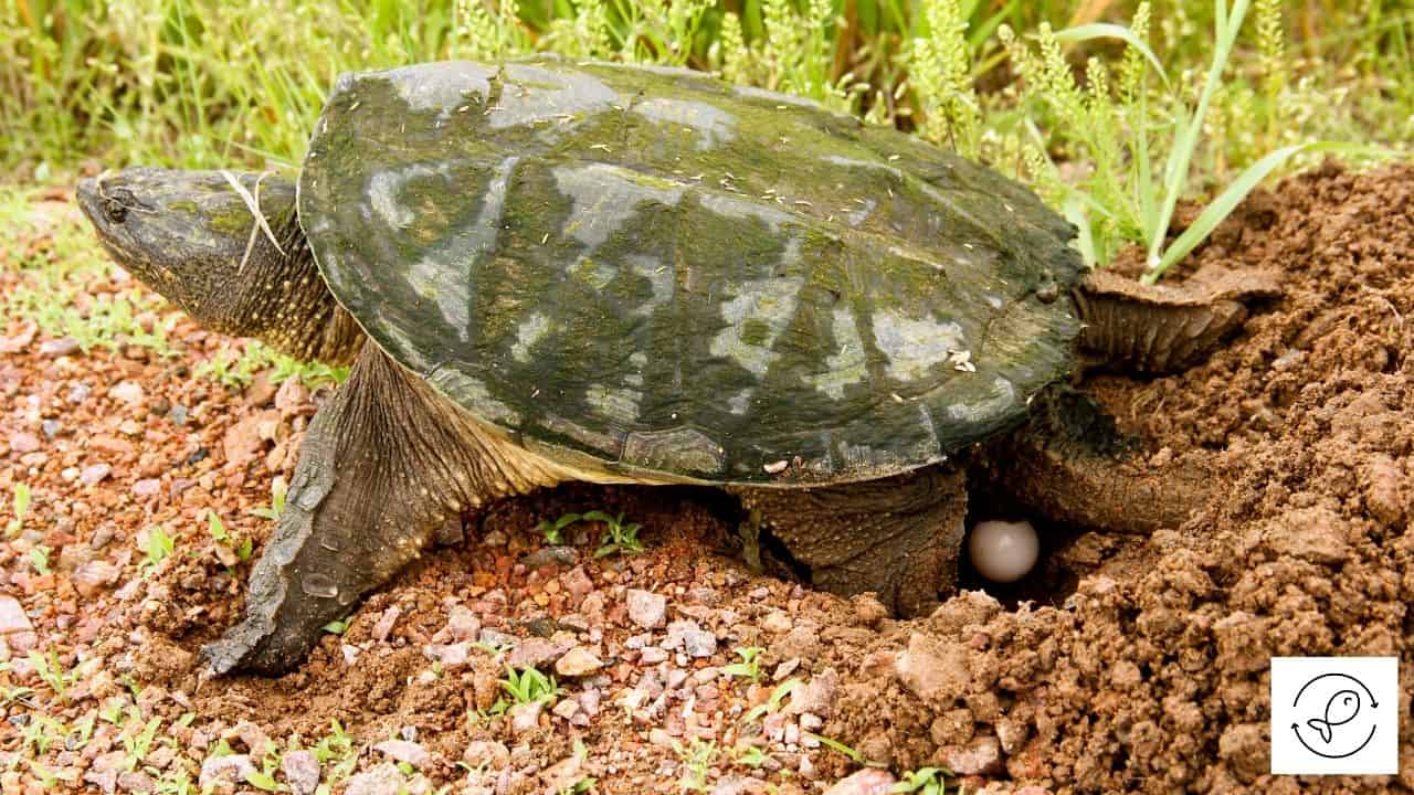 Are Turtles Eggs Bad For Dogs