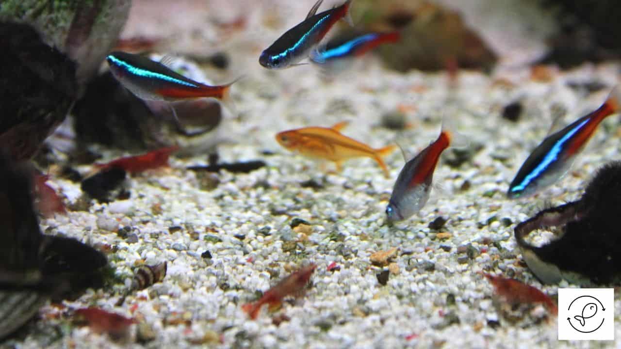 Do Tetras Eat Shrimp? (Can Tetras Live With Shrimp?)