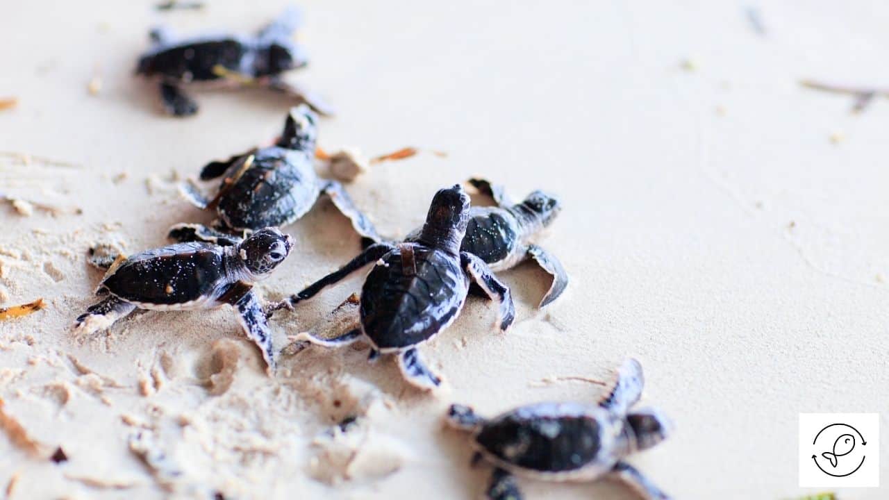 Why Do Baby Turtles Sleep A Lot? Reasons)