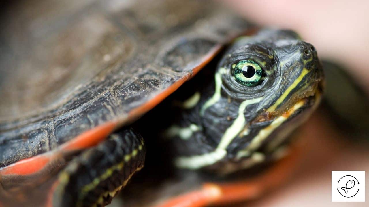 what do painted turtles eat in captivity Hien Slade
