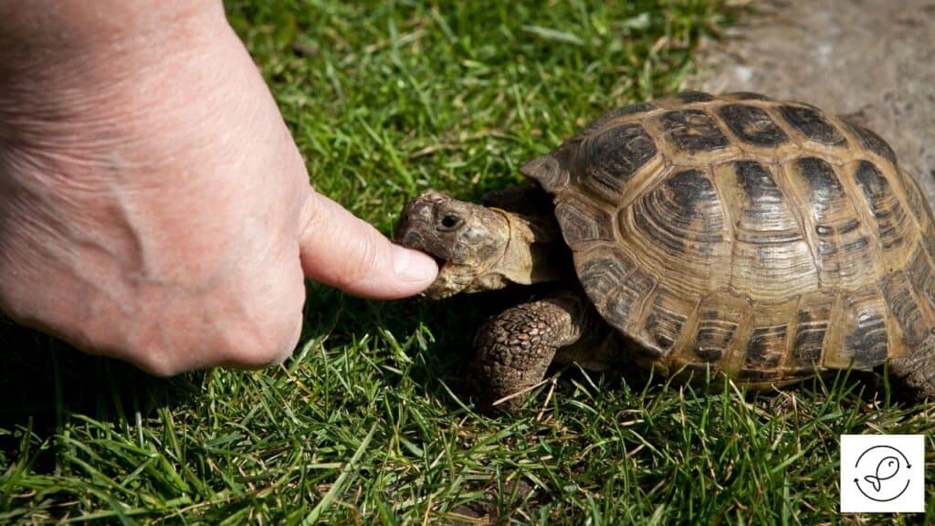 Do Turtles Attack Humans? (When And Which Ones?)