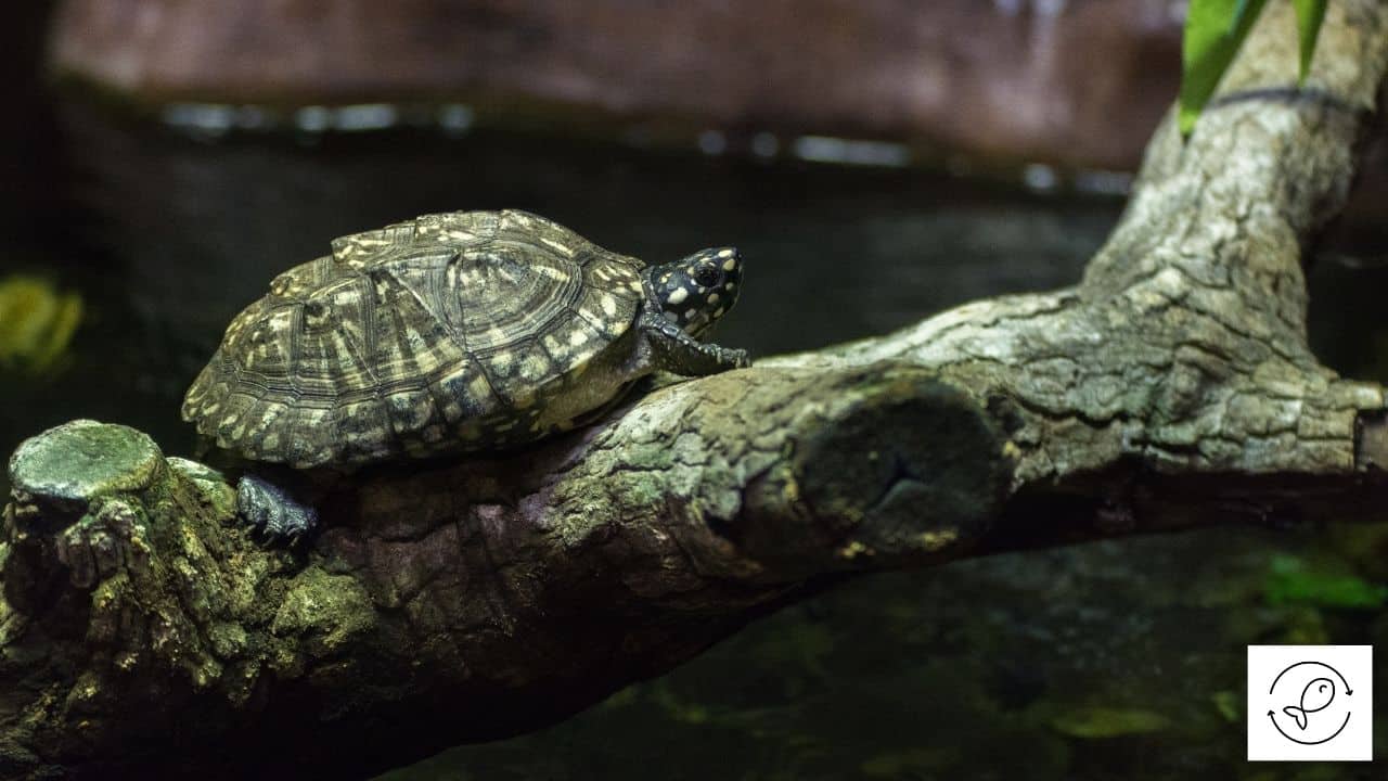 Can Turtles Climb Trees