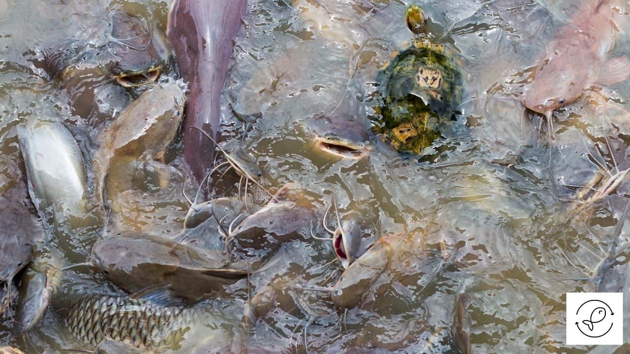 Do Turtles Eat Meat? (Which Turtles + What Kind Of Meat?)