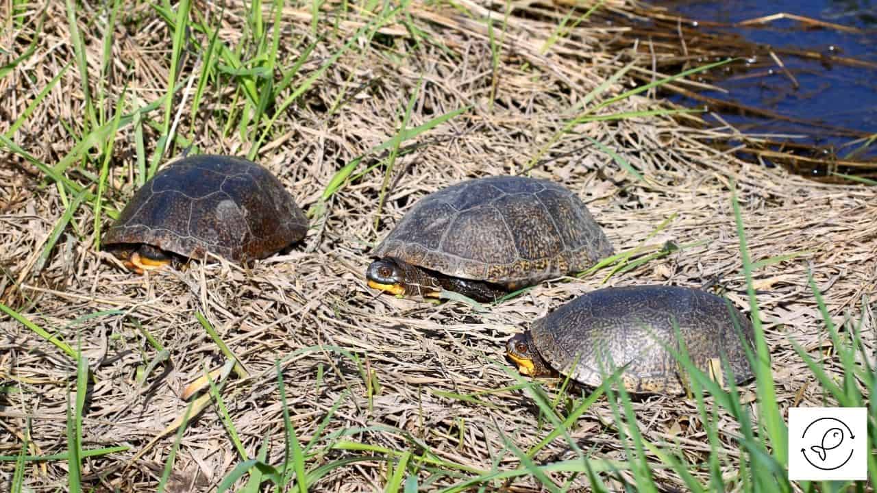 Do Turtles Need Sunlight? (Why, How Long, And Which Ones?)