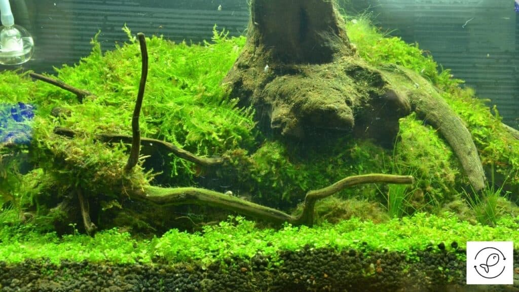 How To Grow Java Moss? [Tips To Grow It Faster]