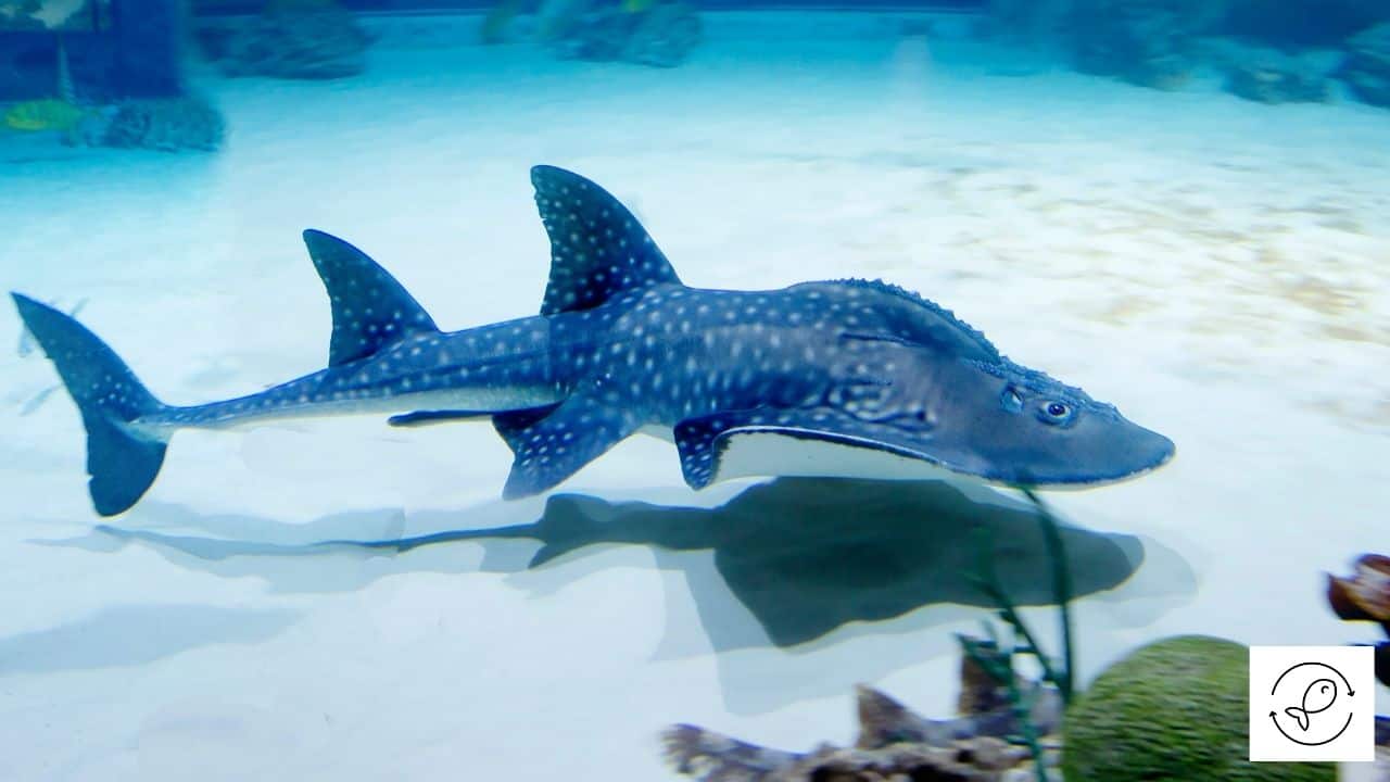 Aquarium Fish That Look Like Sharks + NonAquarium Fish