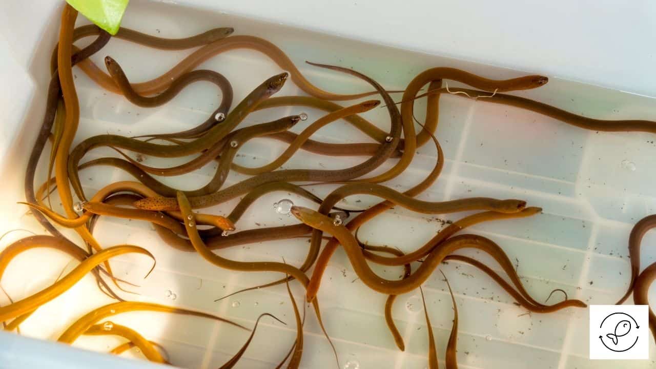 14 Fish That Look Like Snakes (With Photos)