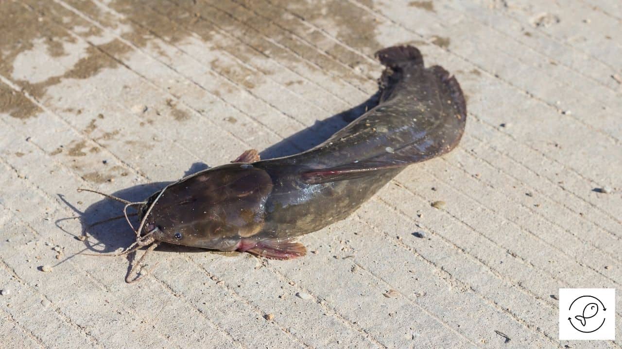 Fish That Can Walk On Land (With Images)