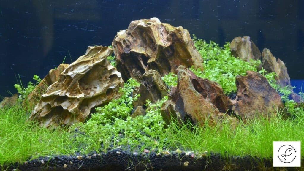 What Is Java Moss? [Explained For Beginners]