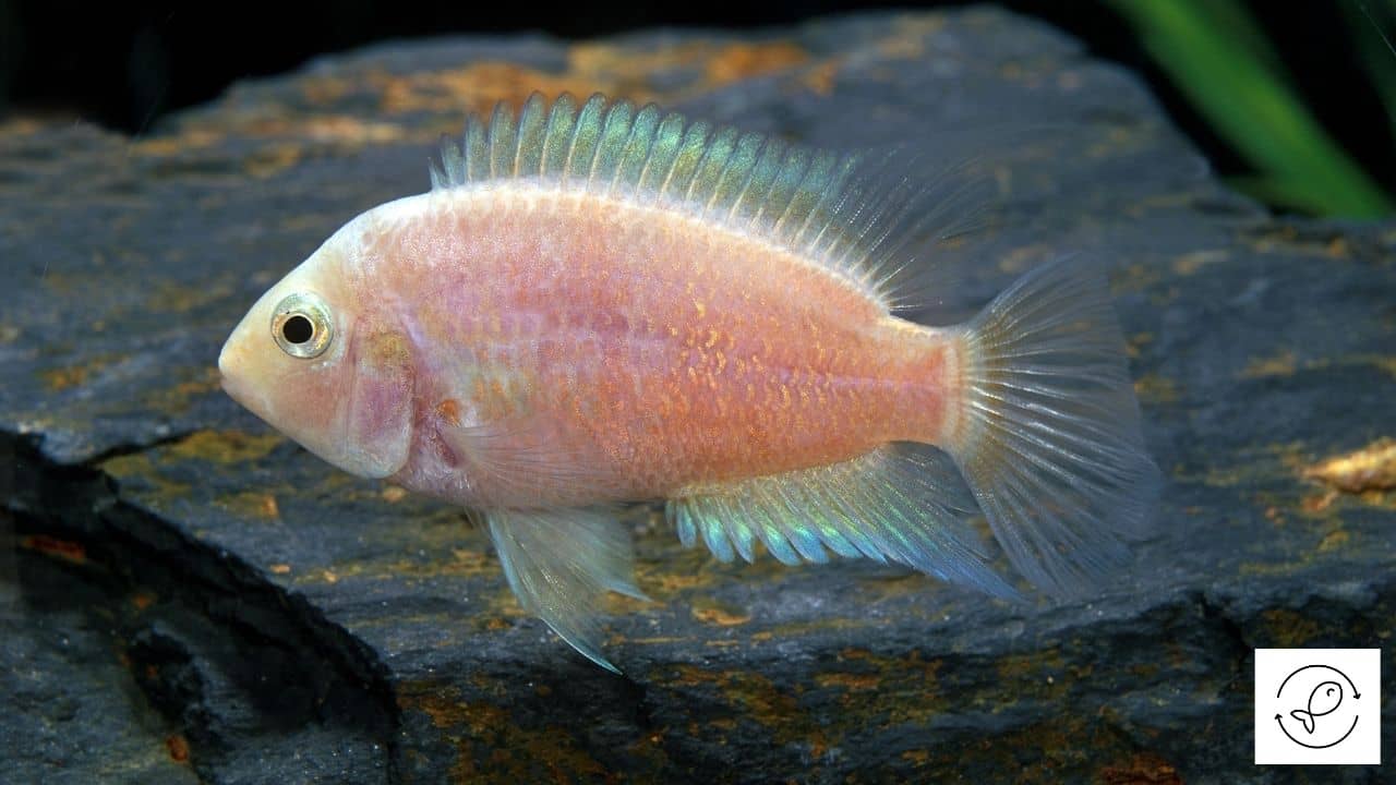 Are Cichlids Aggressive? [Ways To Reduce Their Aggression]