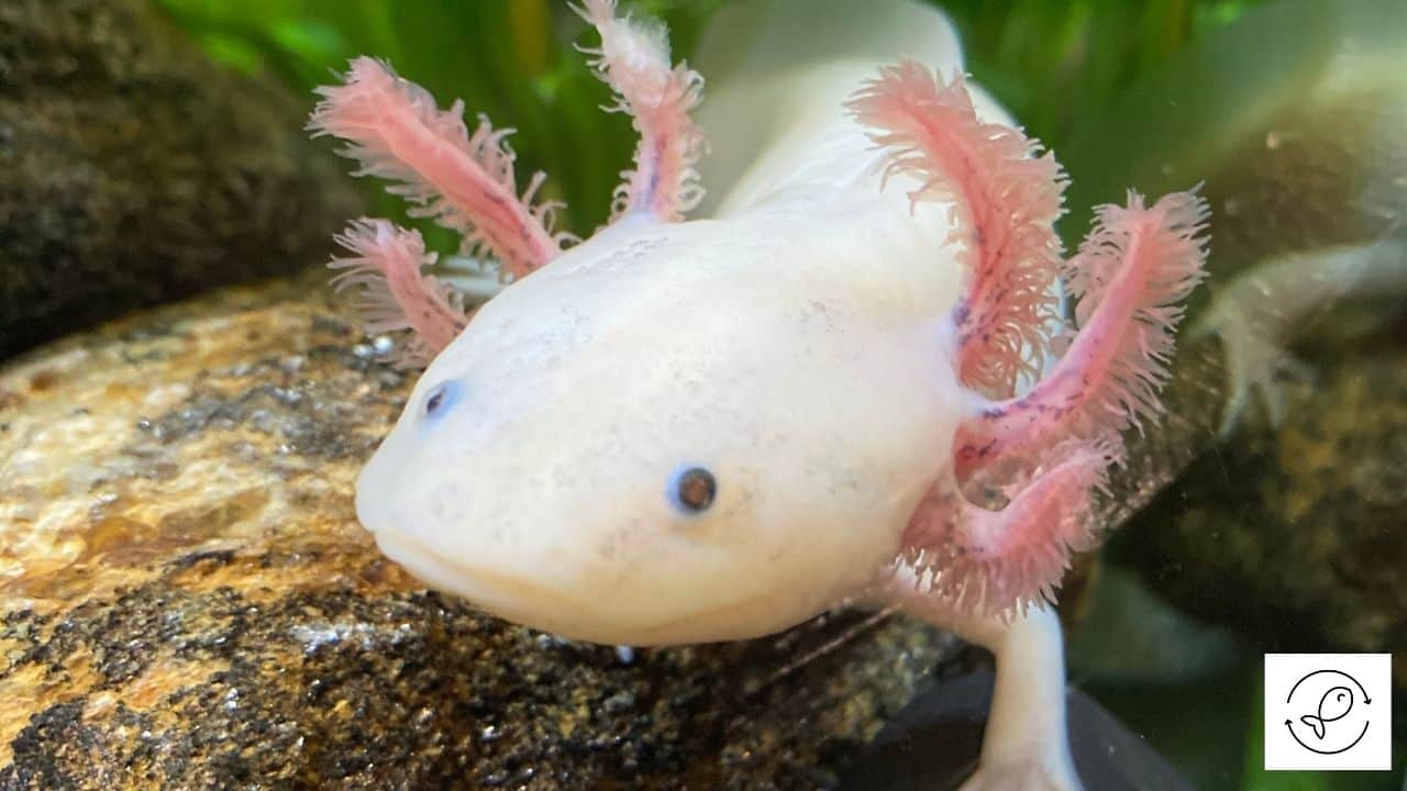 Are Axolotls Freshwater? [Can You Keep Them In Tap Water?]