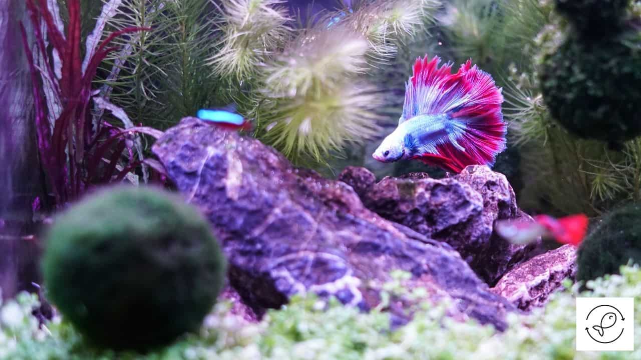 How Do Bettas Sleep? [How Do You Know They Are Sleeping?]