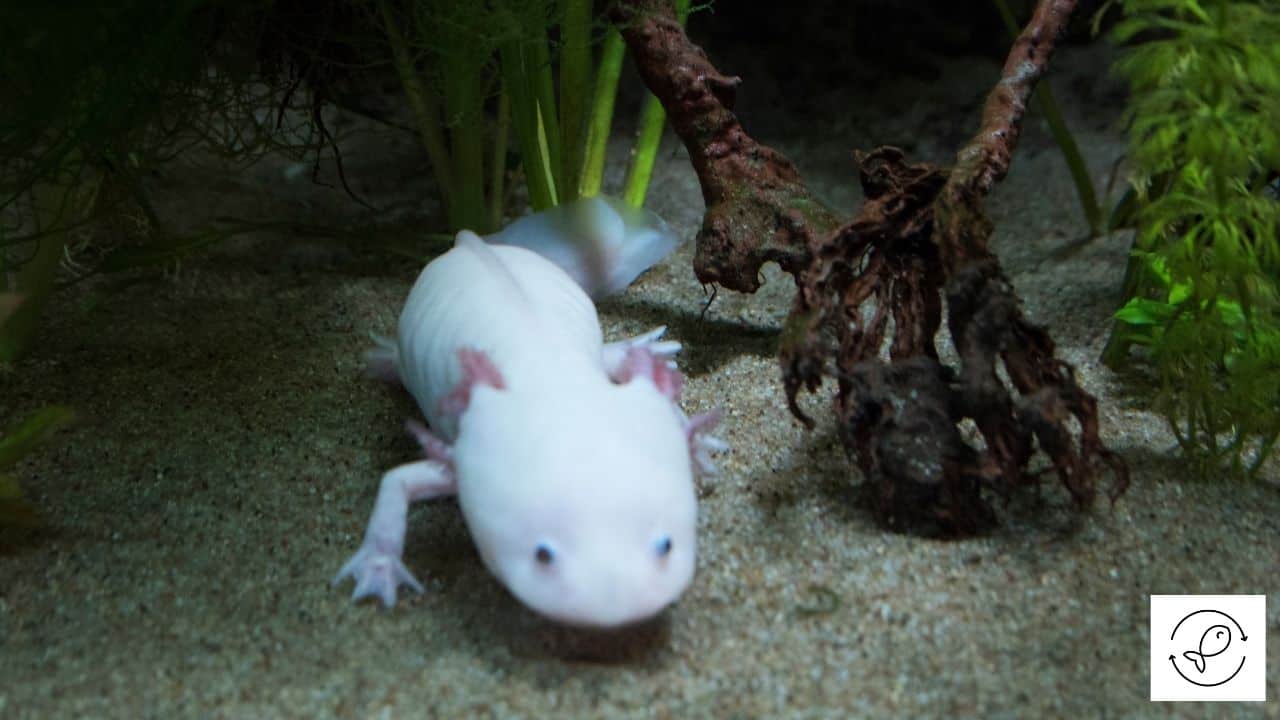 Axolotl Out Of Water