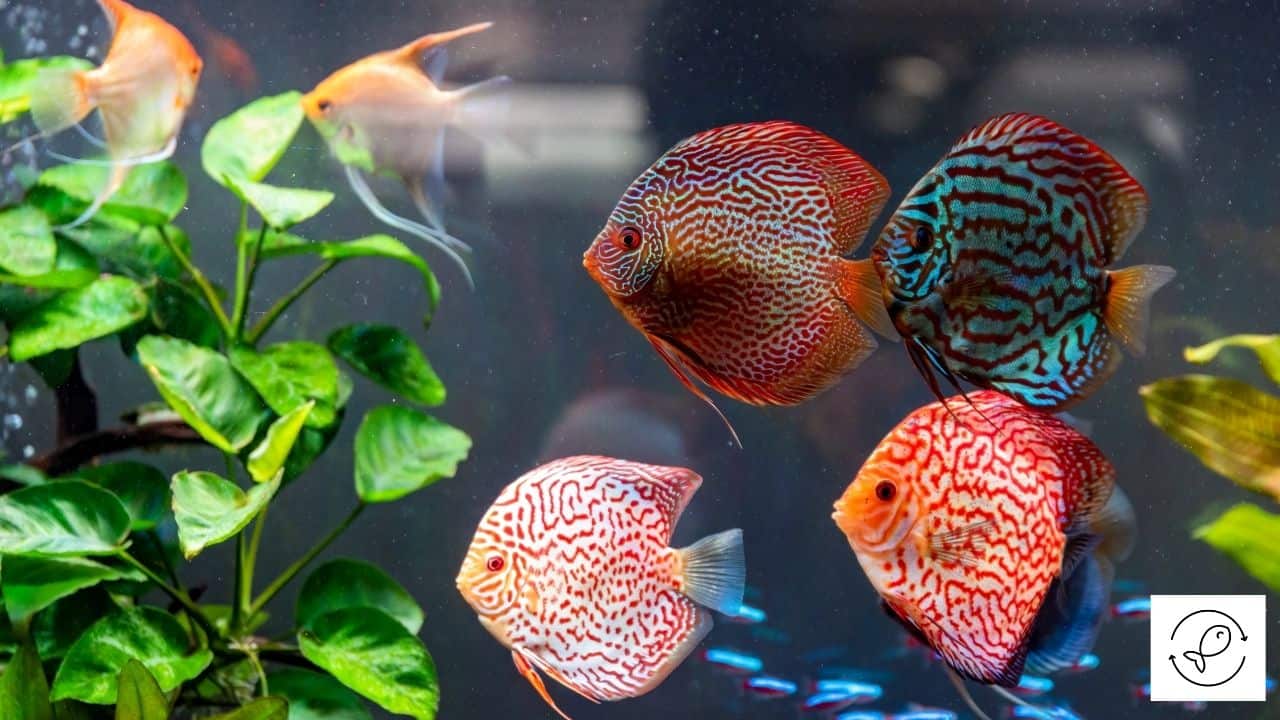 Are Discus Fish Aggressive? [Ways To Deal With Their Aggression]