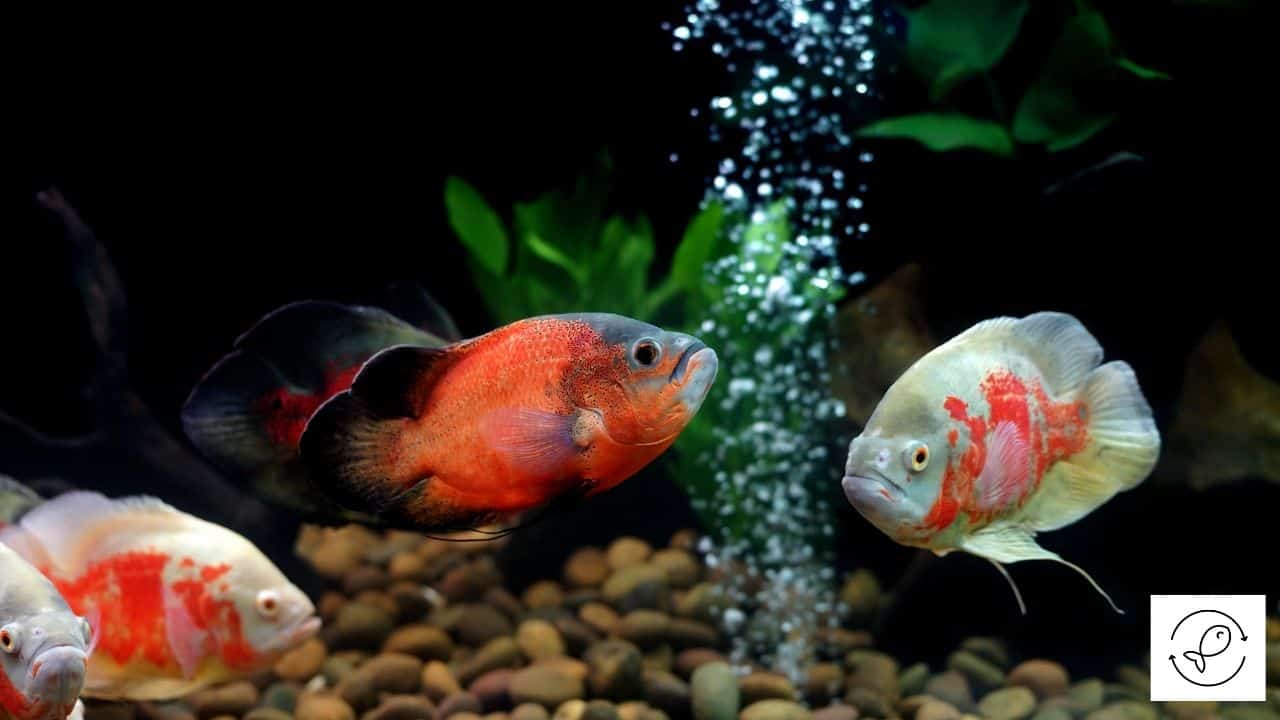 Oscar Care + Interesting Facts (Beginners Guide To Keeping Oscars)