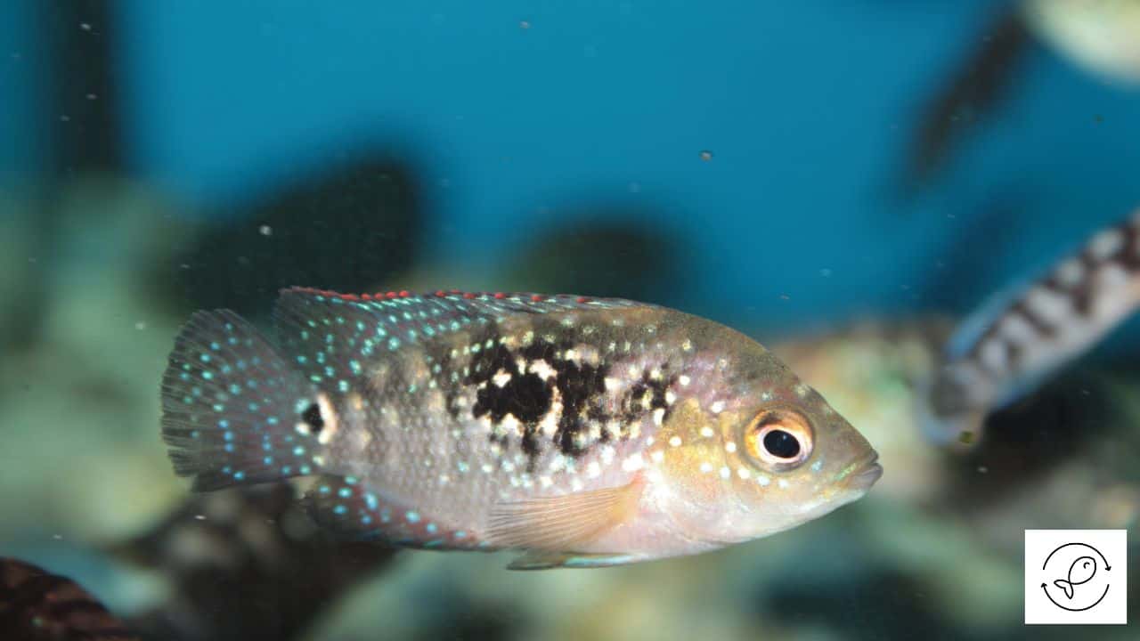 10 Differences Between Male And Female Jack Dempsey Fish