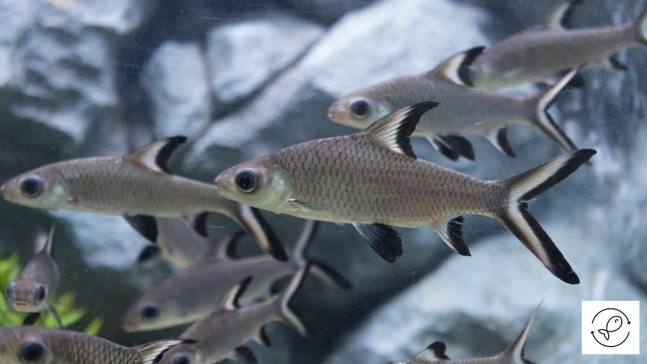 Factors To Figure Out The Ideal Tank Size For Bala Sharks