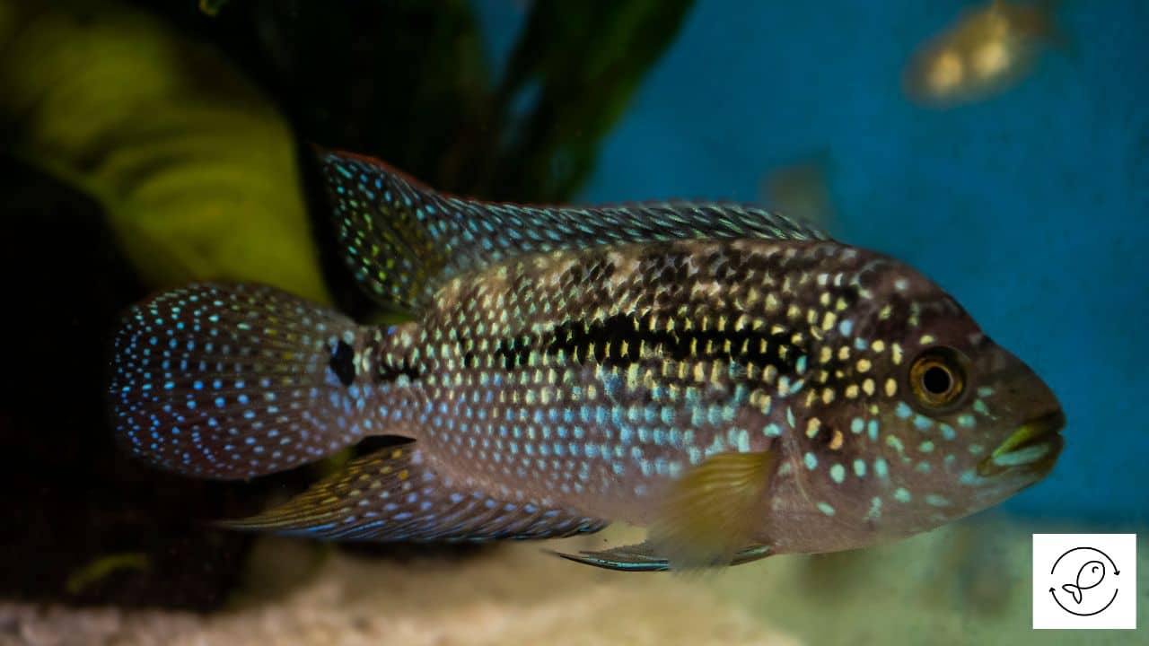 Jack Dempsey Cichlid Care And Some Amazing Facts