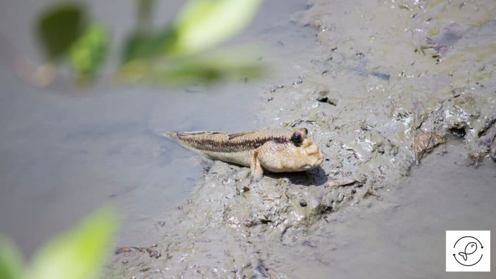 4 Unique Fish That Climb Trees (With Images)