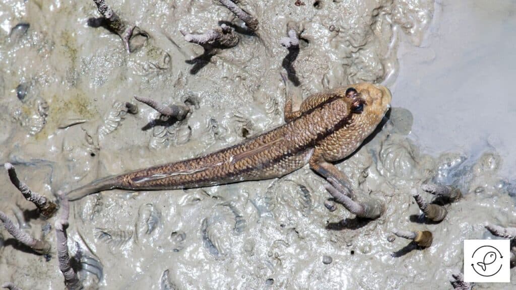 4 Unique Fish That Climb Trees (With Images)