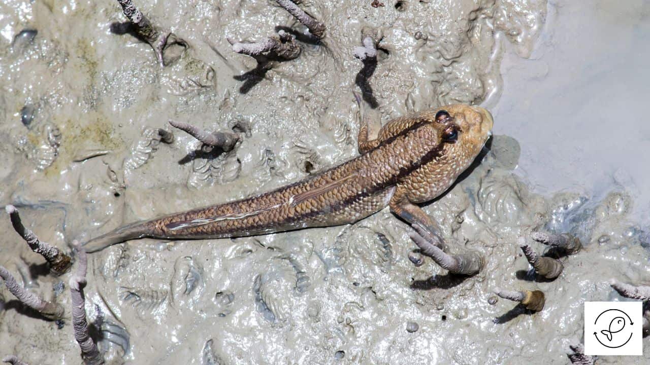 4 Unique Fish That Climb Trees (With Images)